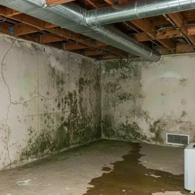 Professional Mold Removal in Stanton, KY